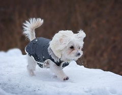 dog winter season